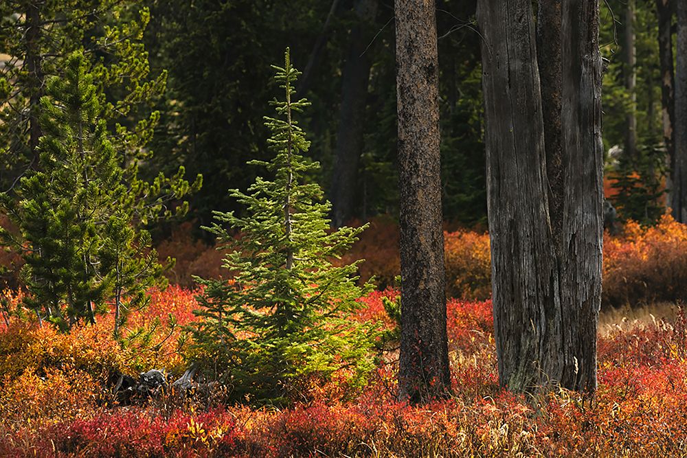 Blueberry leaves in autumn red coloration-Yellowstone National Park-Wyoming